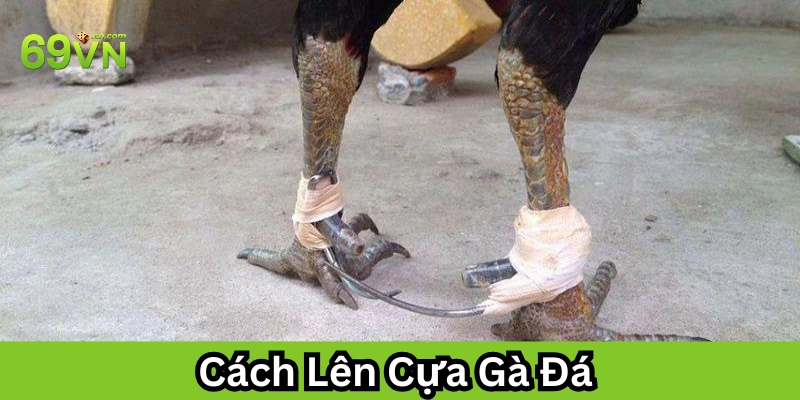 Cách Lên Cựa Gà Đá đúng cách 