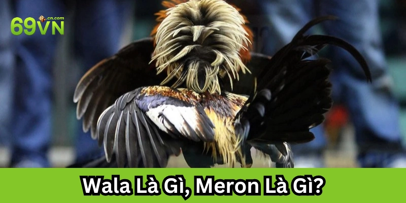 Chi tiết về Wala Là Gì, Meron Là Gì