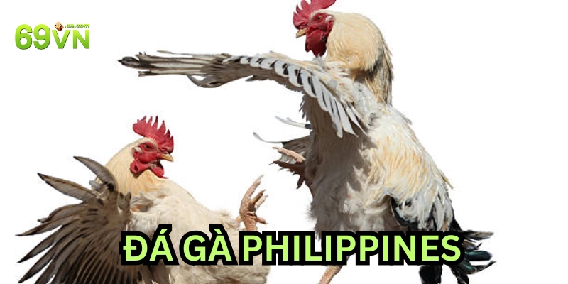 Đá Gà Philippines là gì?