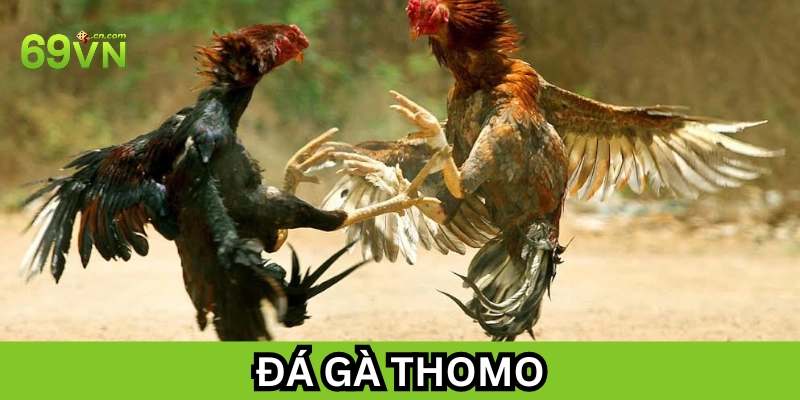 Đá Gà Thomo