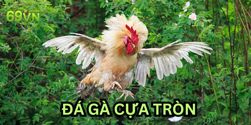 Định nghĩa Đá Gà Cựa Tròn