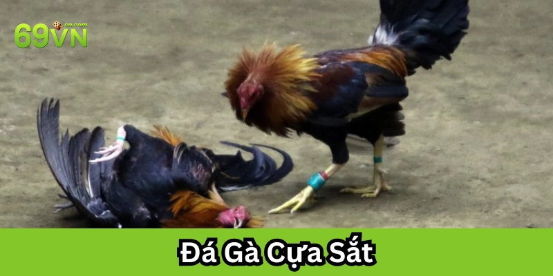 Huấn luyện Đá Gà Cựa Sắt 