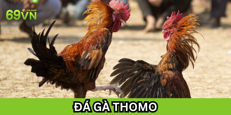 Lưu ý khi tham gia Đá Gà Thomo