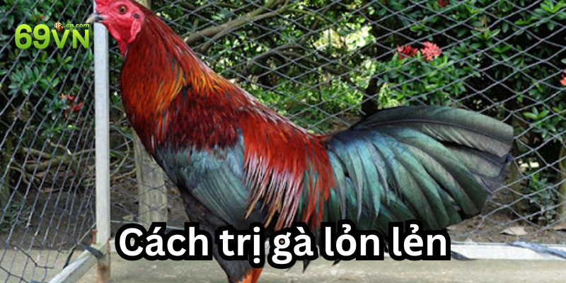 Cách trị gà lỏn lẻn hiệu quả: 6 Phương pháp tối ưu nhất 2025