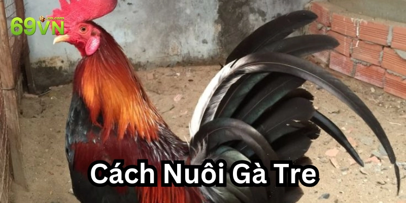 Cách nuôi gà tre theo khoa học