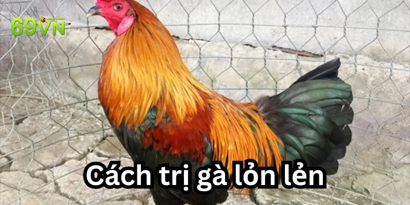 Cách trị gà lỏn lẻn cực hiệu quả