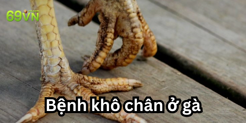 Bệnh Khô Chân Ở Gà: Nguyên nhân và 5 cách chữa hay nhất