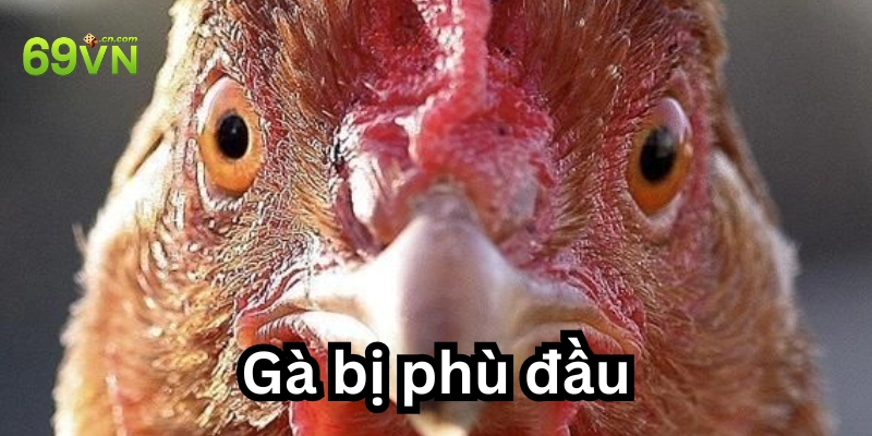ĐỊnh nghĩ về bệnh gà bị phù đầu