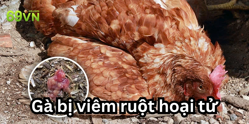 Gà Bị Viêm Ruột Hoại Tử: 2 Triệu Chứng & Cách Điều Trị Hay