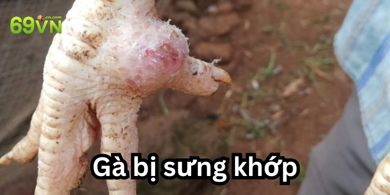 Gà bị sưng khớp: 6 Cách điều trị hiệu quả bạn cần biết