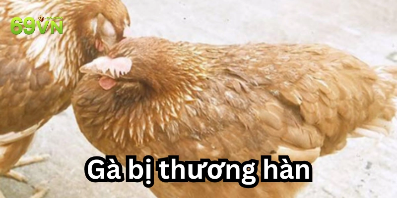 Gà bị thương hàn: 6 Cách điều trị và phòng ngừa hiệu quả?