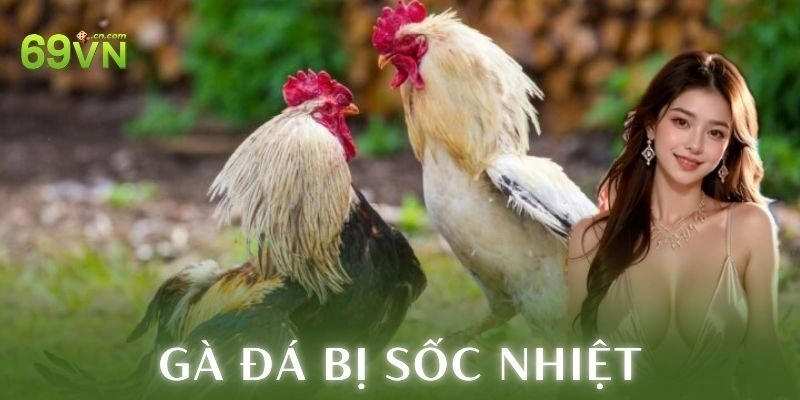 Biện pháp phòng ngừa gà đá bị sốc nhiệt