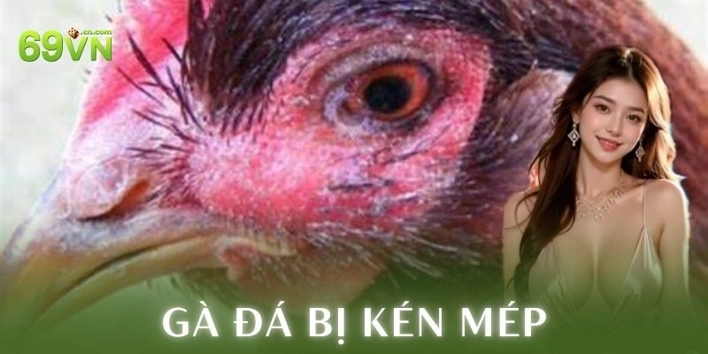Cách chữa gà đá bị kén mép