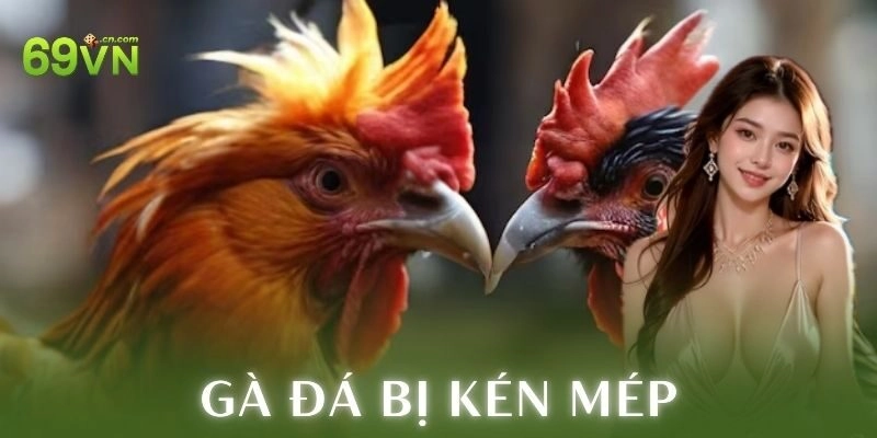 Gà đá bị kén mép – Giữ lực và xử lý kịch trần cực chuẩn