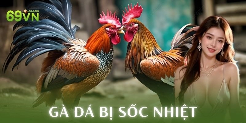 Gà đá bị sốc nhiệt – Cách chơi đỉnh nóc kịch trần