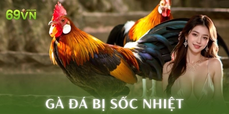 Hiện tượng và nguy cơ gà đá bị sốc nhiệt