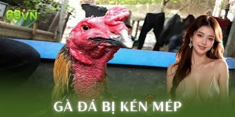 Kén mép là gì và dấu hiệu nhận biết gà đá bị kén mép