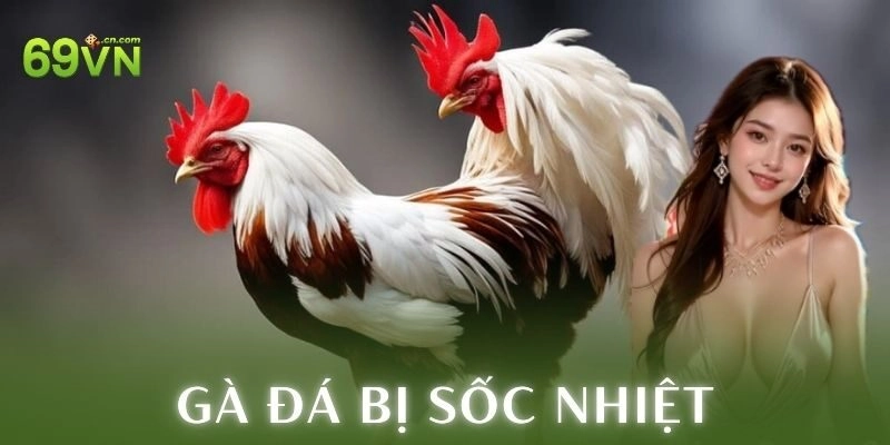 Nhận diện dấu hiệu gà đá bị sốc nhiệt