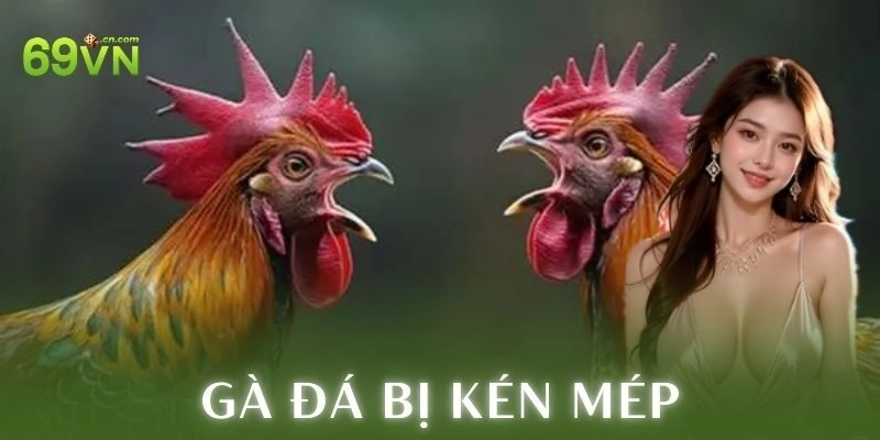 Phục hồi và hồi sức gà đá bị kén mép