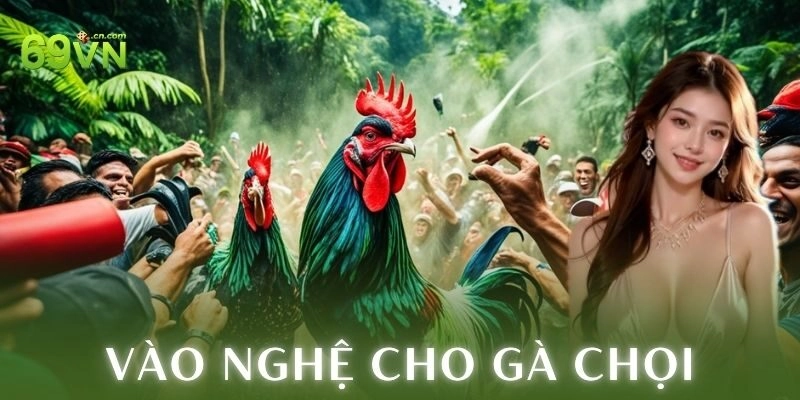 Tại sao nên vào nghệ cho gà chọi?