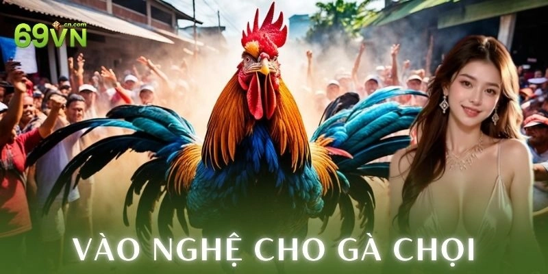 Vào nghệ cho gà chọi hiệu quả chuẩn chiến kê